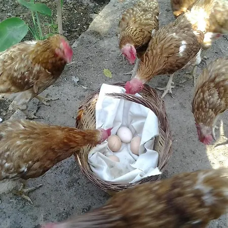 Mas Duran Casa rural