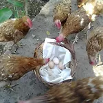 马斯杜兰乡村民宿 乡村民宿