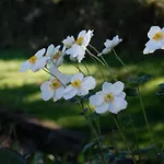 马斯杜兰乡村民宿 *